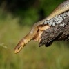 Uzovka stromova - Zamenis longissimus - Aesculapean Snake o0051
